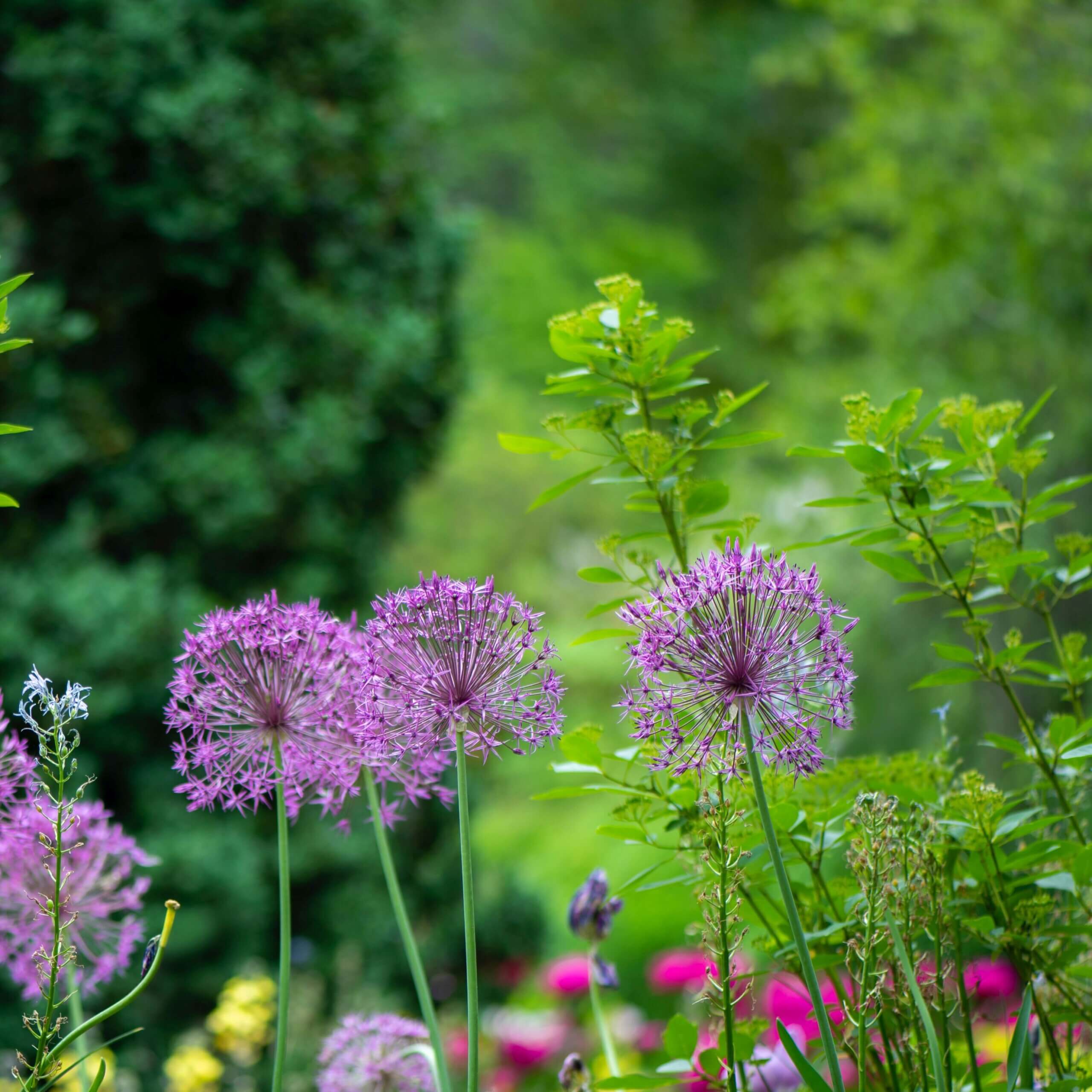Which Irish saint had a “green thumb”?