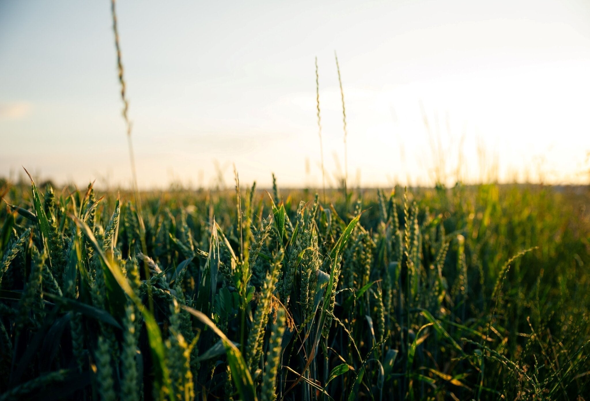 Why Ordinary Time might be the most demanding of all