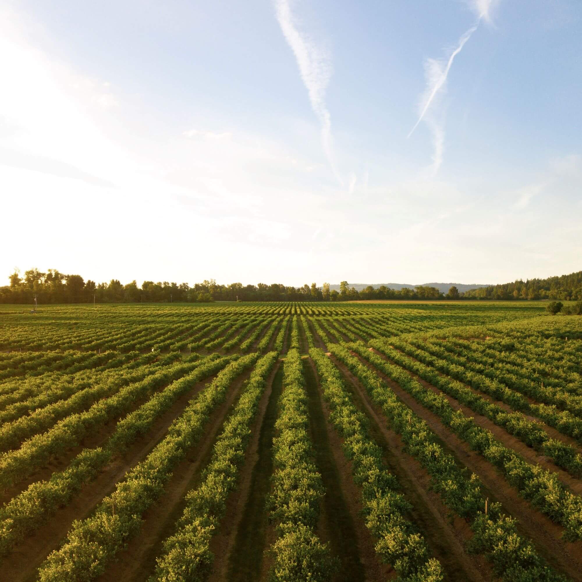 Which saint worked alongside angels?