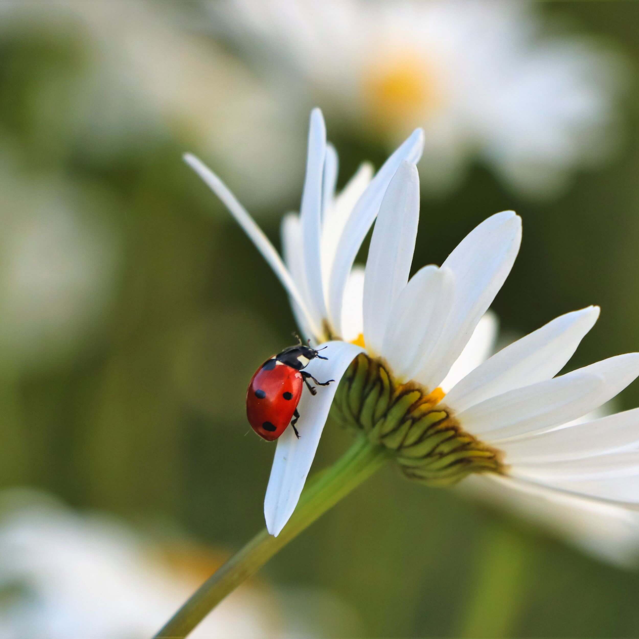 Our Lady’s pet: the spotted backyard critter named for Mary