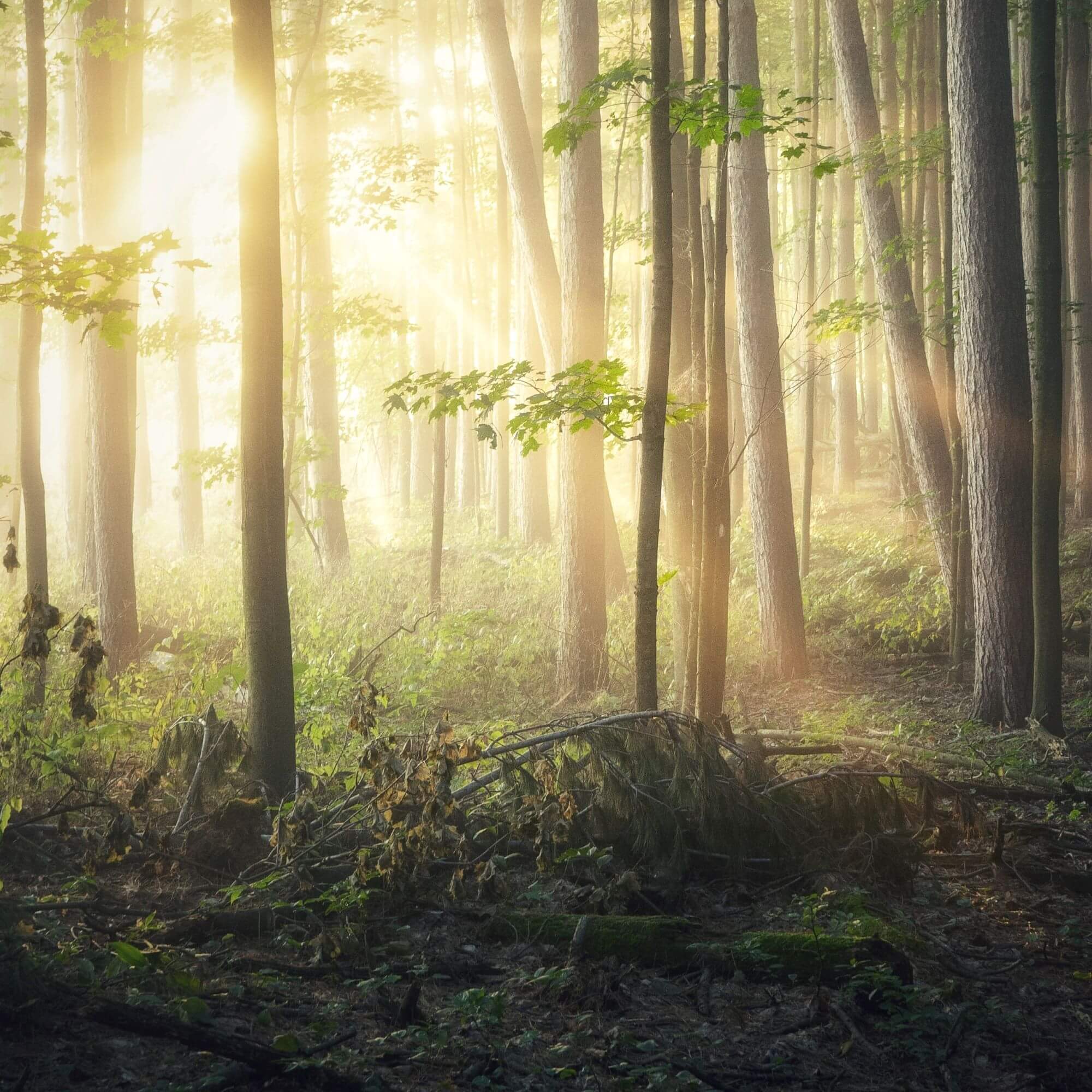 Which picturesque American valley was consecrated by the blood of martyrs?