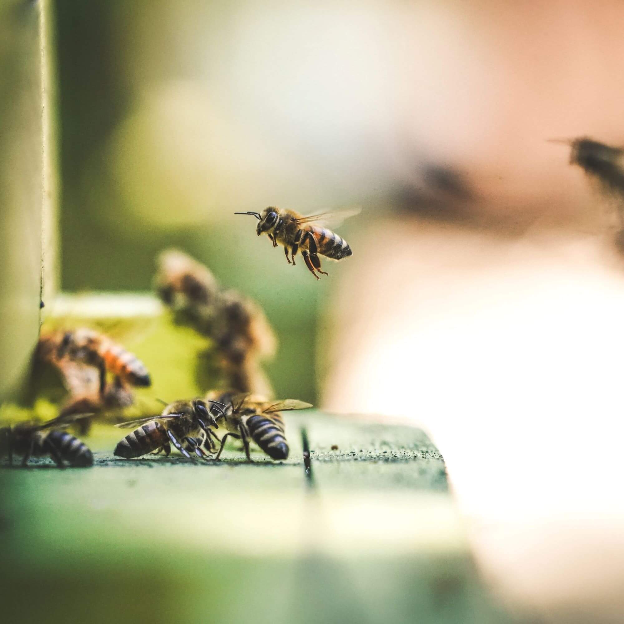 Why is St. Ambrose portrayed with a beehive?