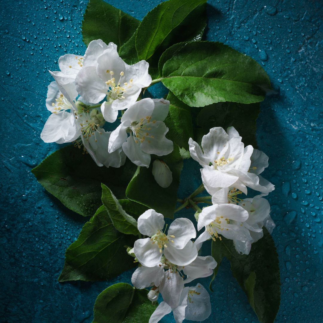 What are the “floral carpets” of Corpus Christi?