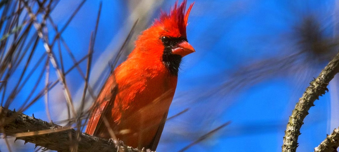The Surprising Symbolism of Cardinals in the Spiritual Life