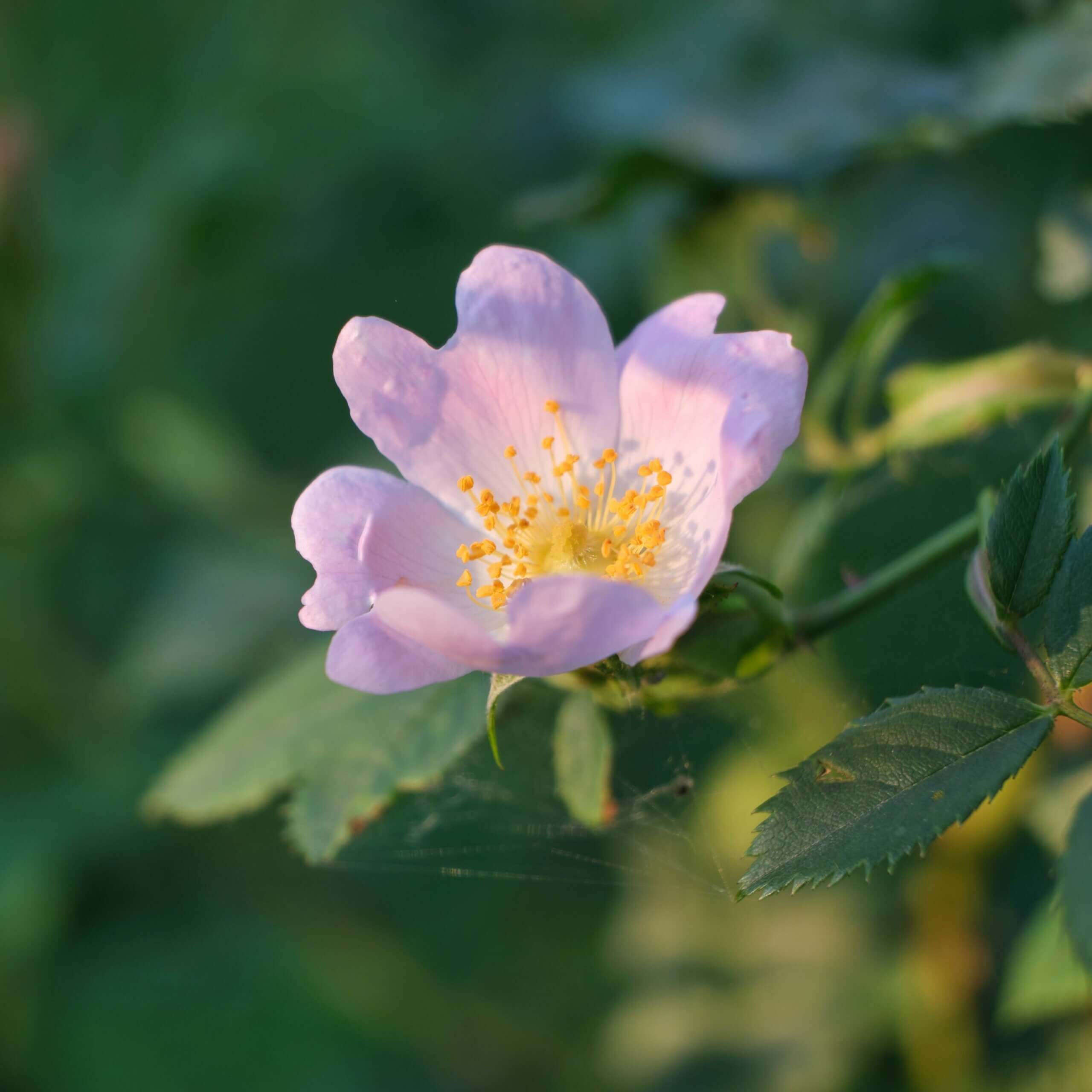 Where is the world’s oldest rosebush? Hint: a Catholic location!