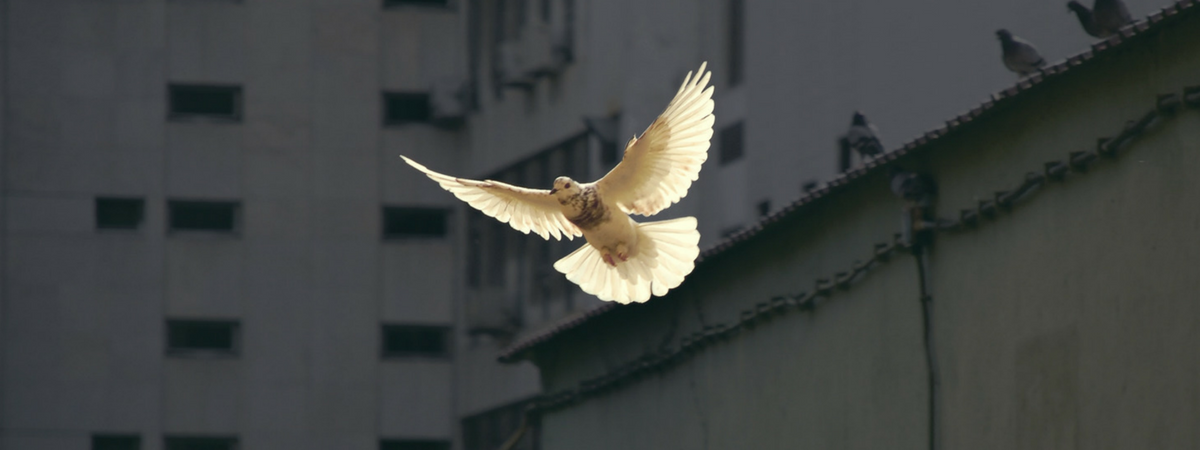 Gain a New Understanding of the Holy Spirit's Role in Your Life