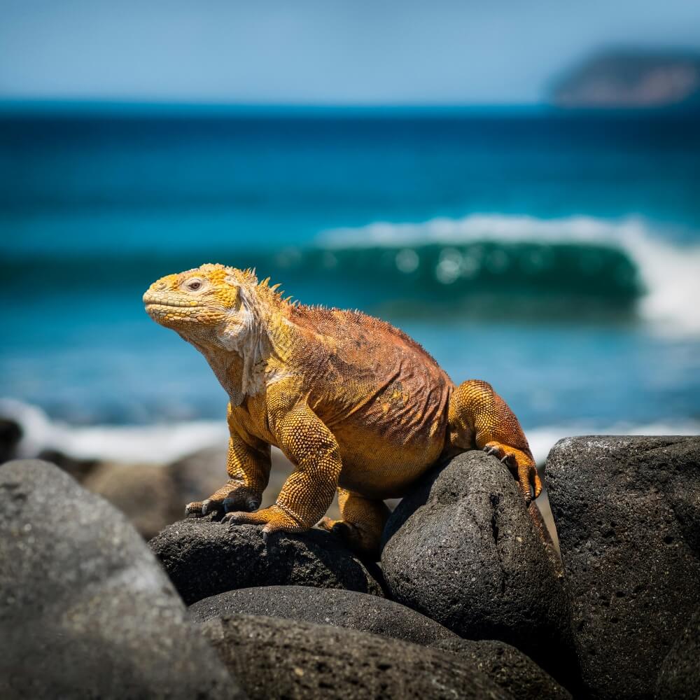 Meet the bishop who discovered the Galápagos Islands