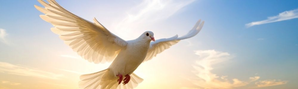 white dove in the sky