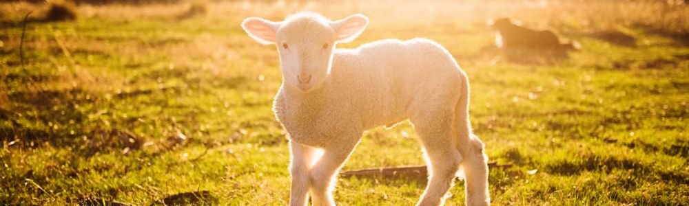 How did St. Agnes inspire one of the Church’s oldest traditions?