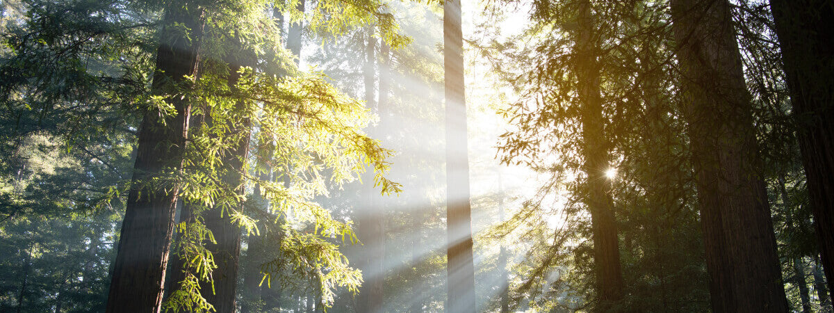 When You're Anxious Or Afraid, Remember: God is Sovereign