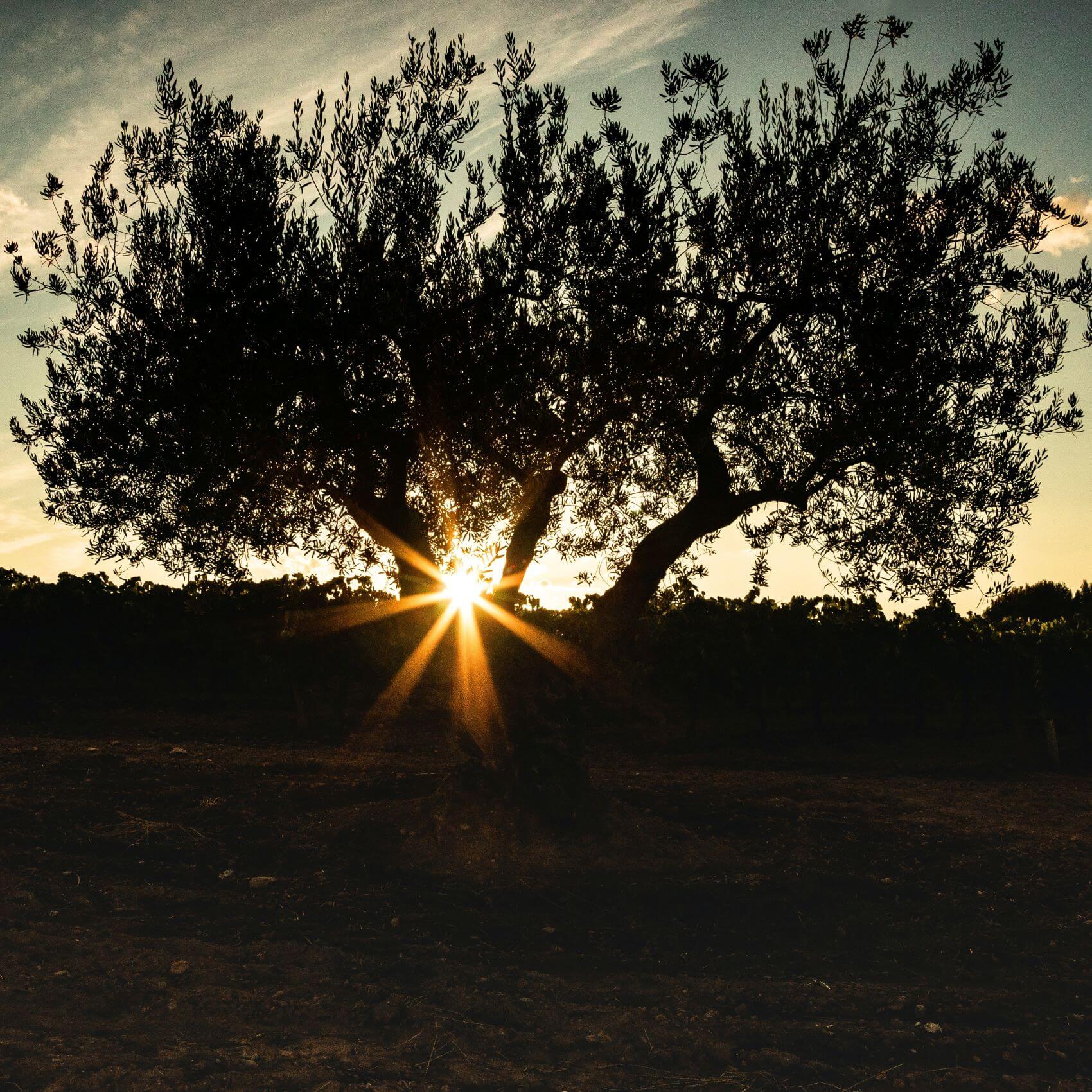 Why was Jesus always going to the Mount of Olives?