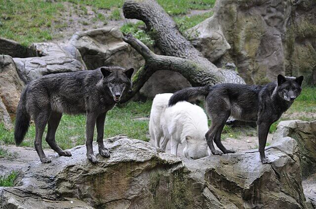 What happened when St. Columban met a pack of hungry wolves?