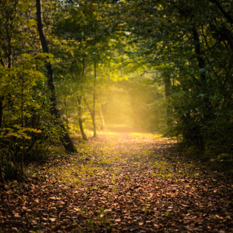 The secretive life of Carthusian monks…