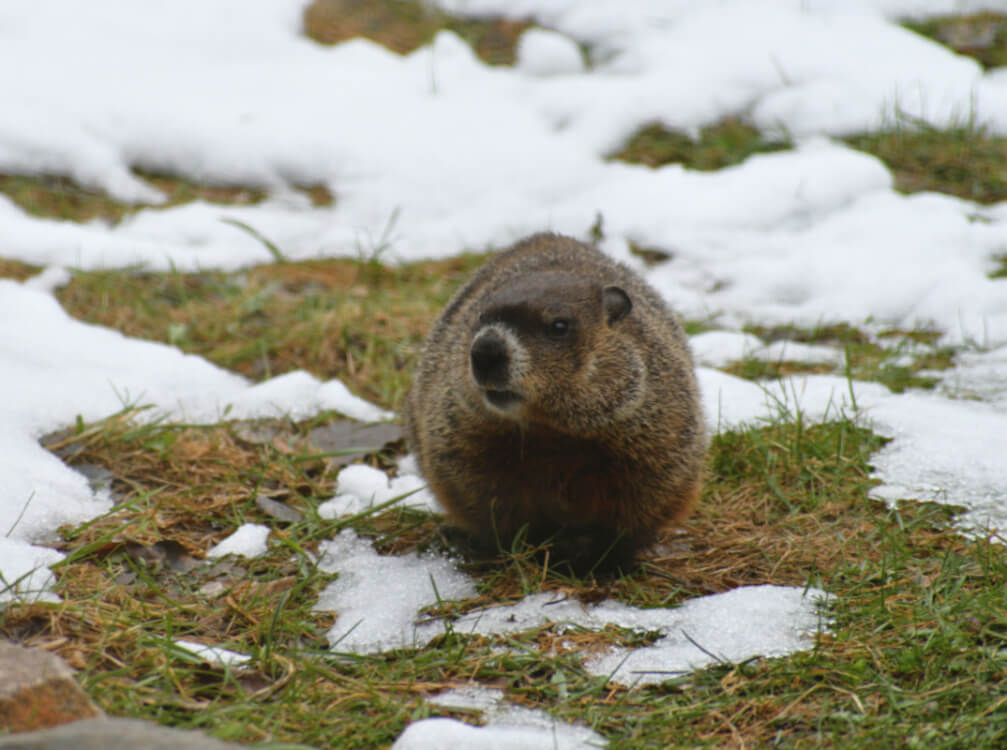 The Catholic roots of Groundhog Day…