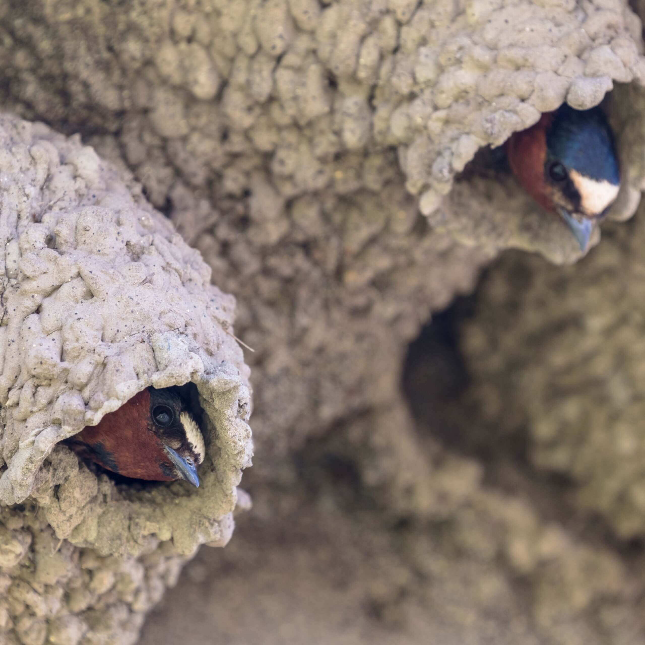 The amazing swallows of San Juan Capistrano