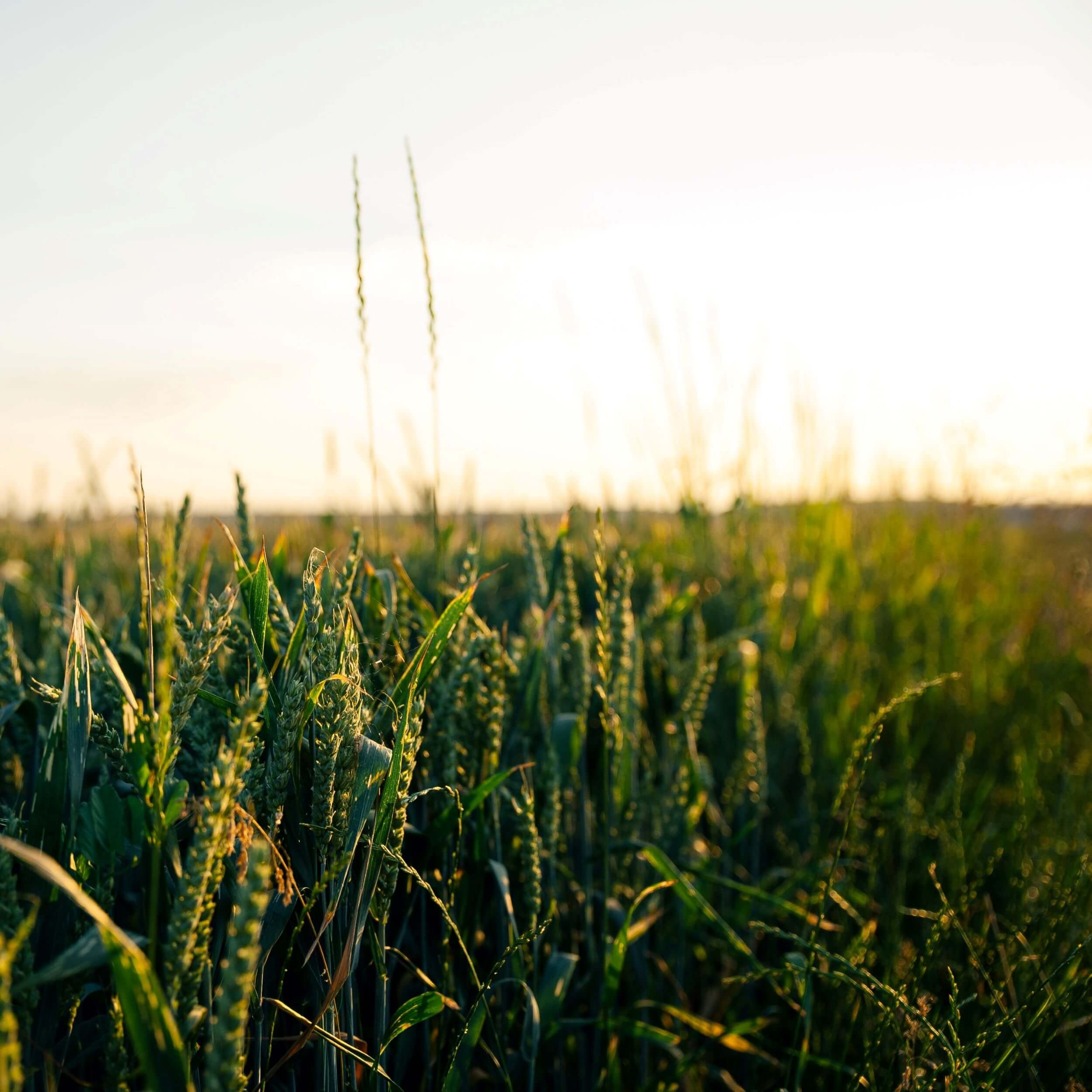 What are the “Rogation Days”?