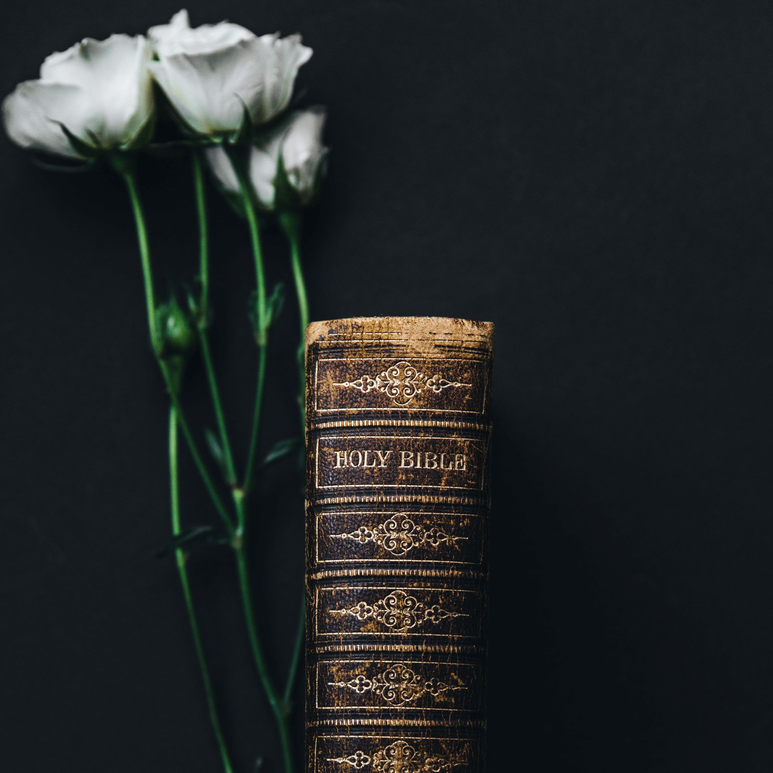 Where in the Gospels do we read about the Immaculate Heart of Mary?