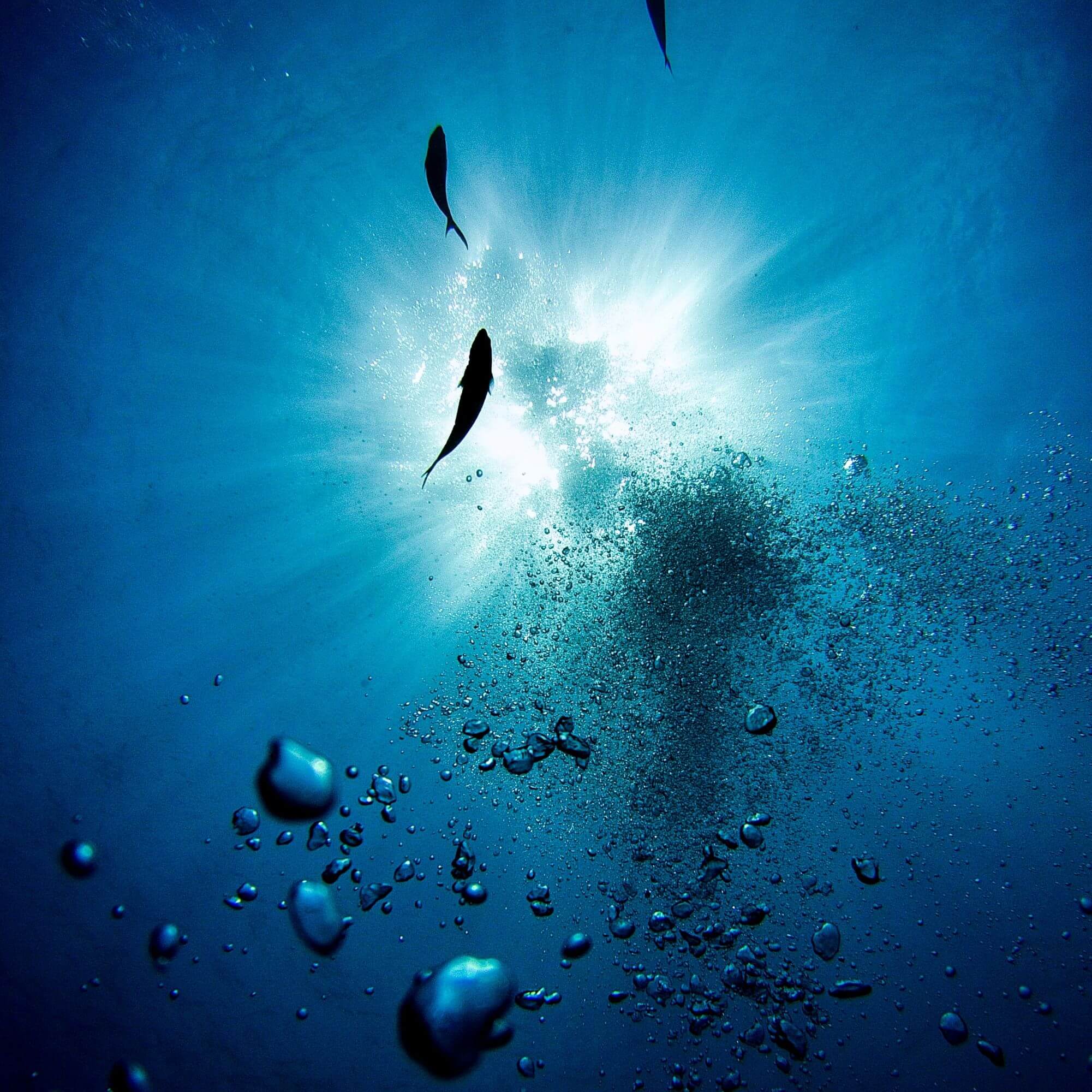 Why is the fish a symbol of Christ?