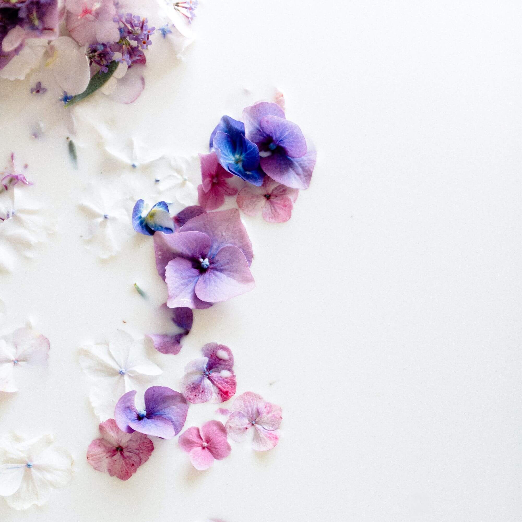 What do jasmine flowers have to do with Our Lady?