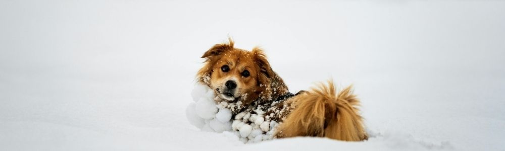 Small brown dog lying in the snow, covered in snowballs and looking toward the camera.