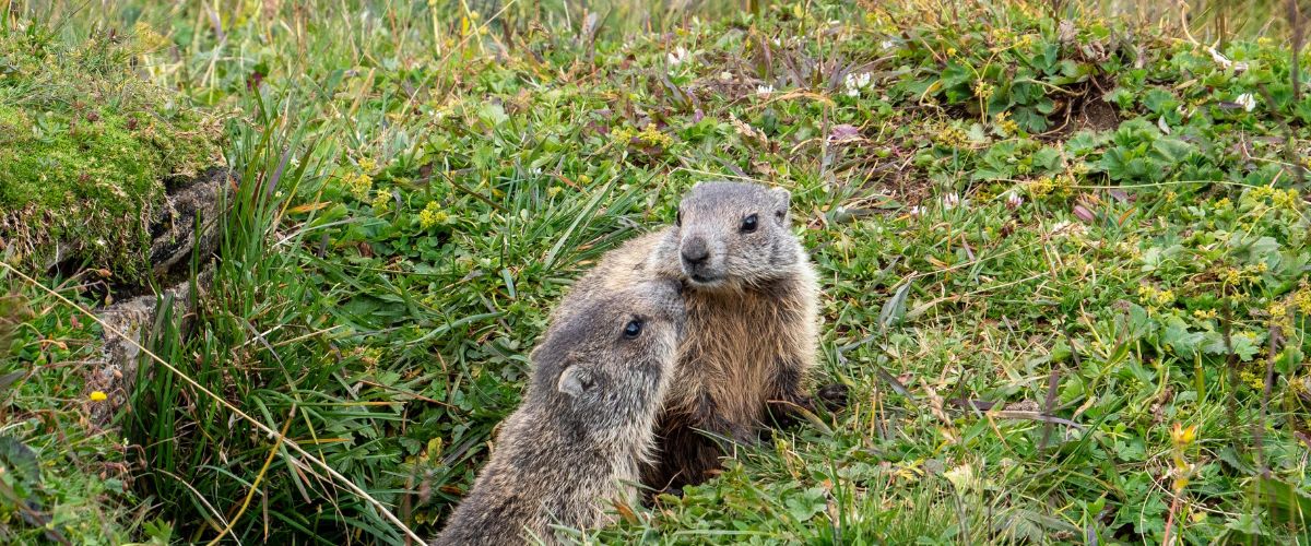 A standing groundhog in a grassy area, surrounded by green plants, looking towards the camera with its front paws raised.