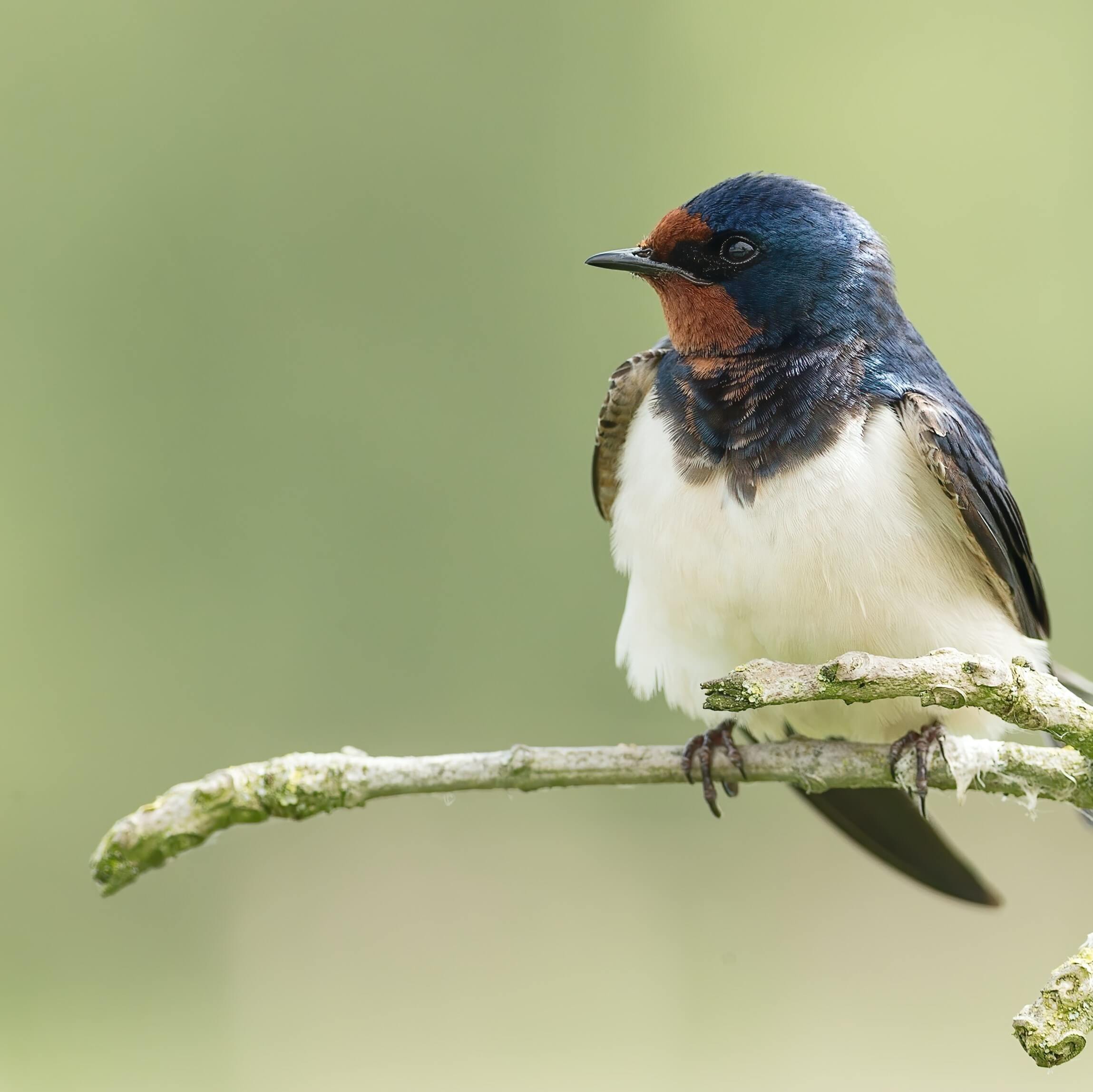What feast is called the &#8220;Feast of Swallows&#8221; in central Europe?