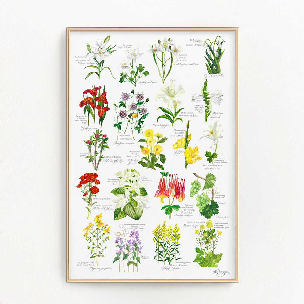 Botanical print displays colorful flower drawings with gold frame; an educational, decorative poster.