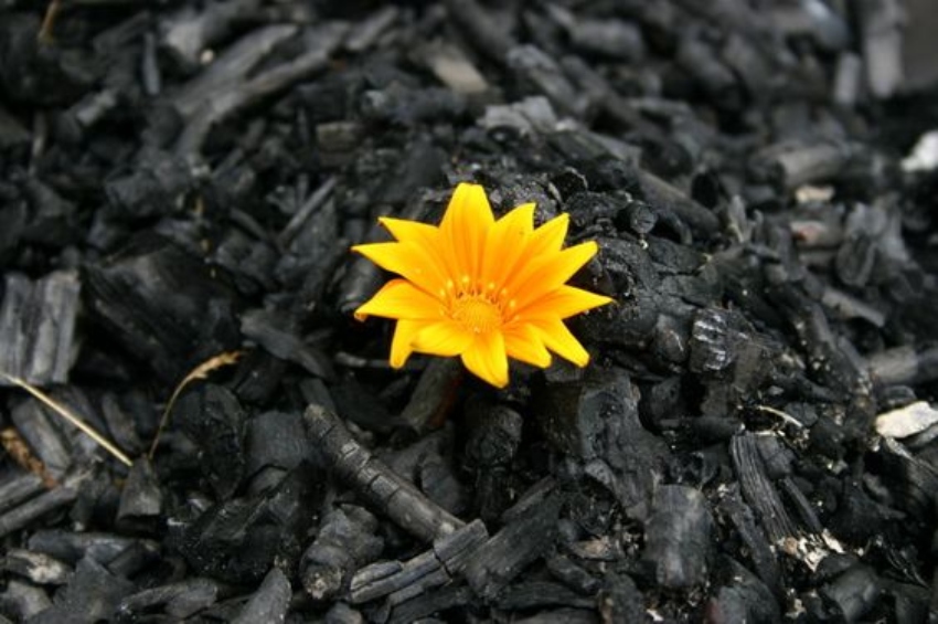 A Flower Rises from the Ashes - Photo Credit florgeous.com