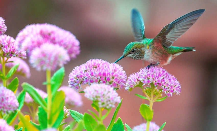 Hummingbird in Garden - Photo Credit insteading.com